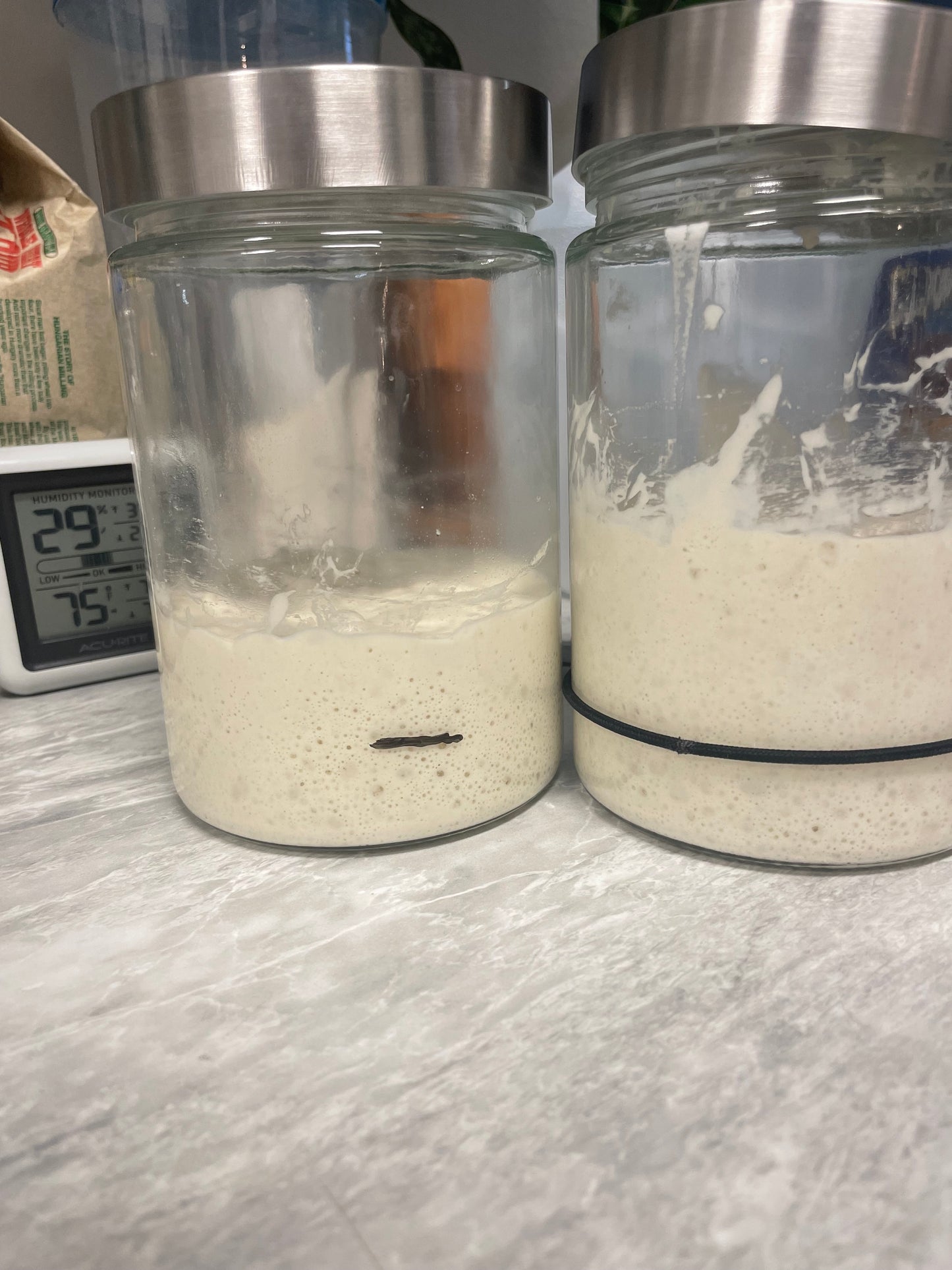 Sourdough Starter